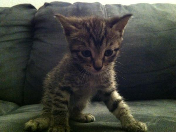 SwordFight's tweet photo. @GregPuciato @dillingerescpln @liamwilson ~ this is 'little Dillinger' http://t.co/j2z4Ddau
