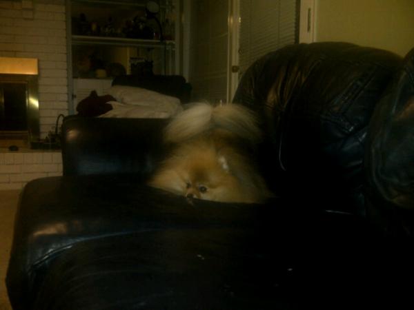 adjahbear's tweet image. @TheDogStatus This is how I like to play. My fluffy tail on my head &amp;amp; ready to attack #PommyStyle. #woofles