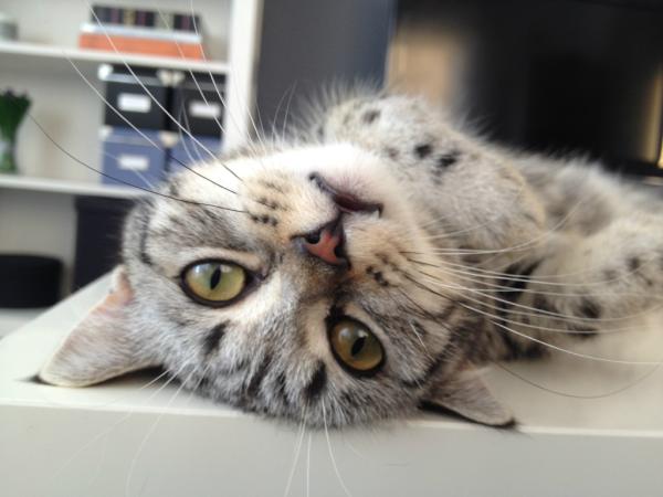 TheWizardsRo's tweet photo. Le wizardish cat http://t.co/NGFHUrJI