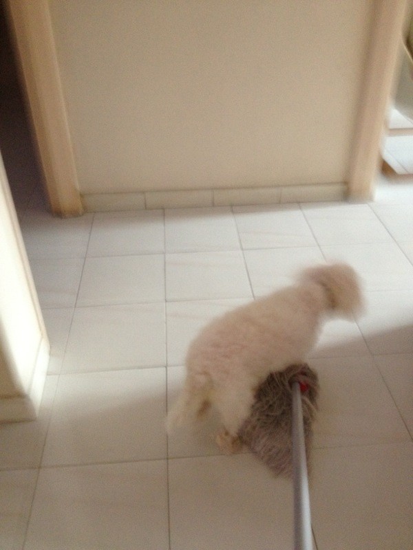 terryloo's tweet photo. Mop chasing dog... http://t.co/ZArerclK