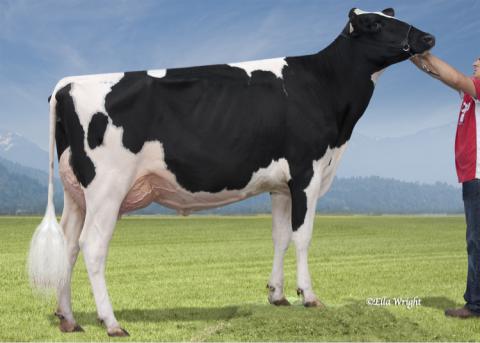 Cedarwal Sanchez Icing VG-86 - 1st Sr.2 Year Old and Reserve Grand Champion Vancouver Island Summer Show.