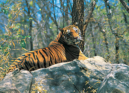 IndiaPanorama's tweet photo. Indian Tigers in Periyar..........http://bit.ly/MOljBh http://t.co/4BnPpZzF