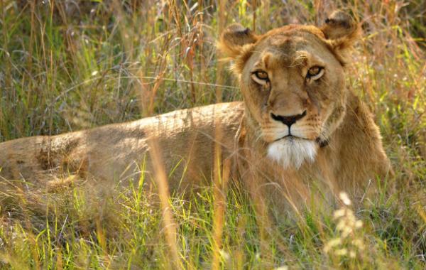 Umzolozolo's tweet photo. Lazy Monday in the bush http://t.co/rvvn1Lmo
