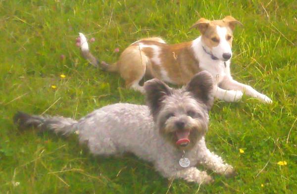 Vinniepup's tweet photo. i has a new brudder. didn't like him at first but he's my bestest fwend now http://t.co/pfwHRdAF