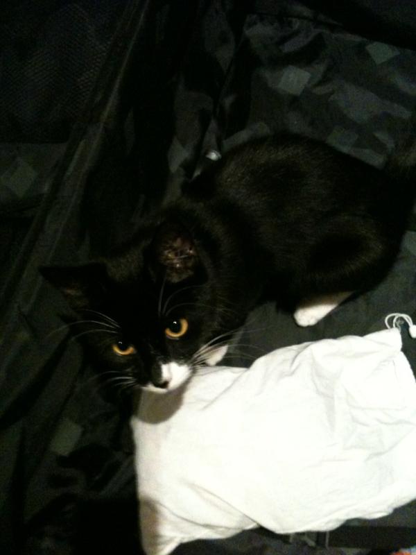 Jen_Carnovale's tweet image. Even willy wants to come to #edfringe ! That's it, I'm #packingthecat #scrapingthebarrel