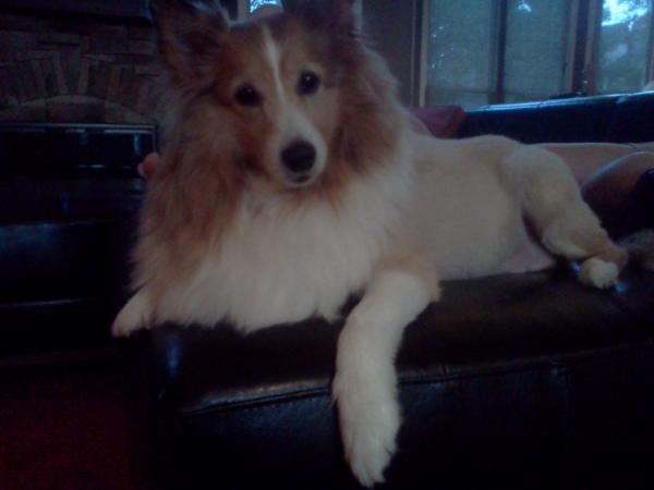 MaddyConnolly2's tweet image. Fletcher being cute, #mypuppy @TheDogStatus
