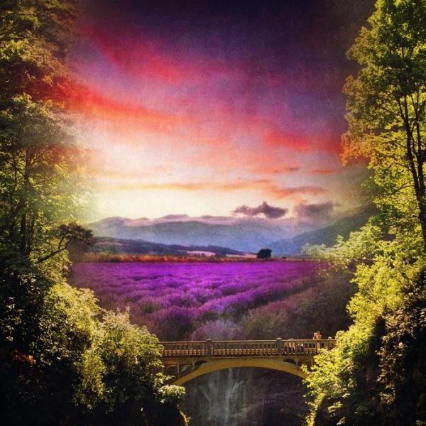 susiefig's tweet photo. Lavender fields http://t.co/MckoZsK8