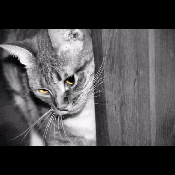 RecklessSpaGoat's tweet image. What I do in my spare time. #photography #Photoshop #ColorSelection