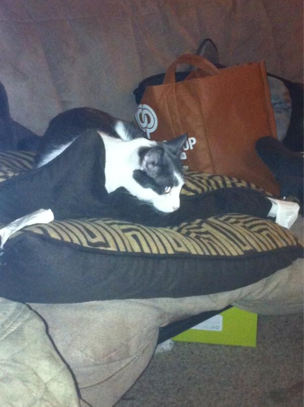 KhaleesiKitty's tweet photo. Nobody loves me. I got held prisoner for no reason then the humans let me starve. http://t.co/2ukX4CiI