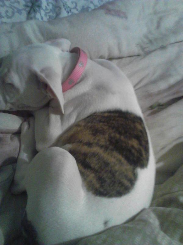 theFAKEJeremyG's tweet image. My puppy is all about love #heartpatch