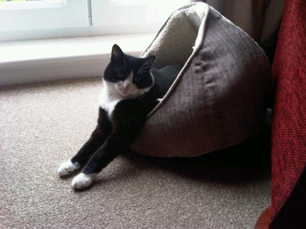 JonnyH1985's tweet photo. Tonight Matthew I'm gonna be... a snail! #masterofdisguise http://t.co/wdkzM64j