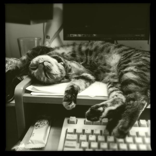 @HelenRazer Her name is Yoshimi. The most dramatically sleepy cat in the universe