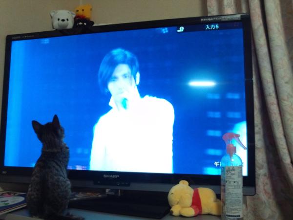 TOMOSU1107's tweet photo. @junh0318 二週間くらい前に仲間入りした子猫(^^)v　ちなみに彼はチャンミン好きらしい。笑 http://t.co/IQPSf26g