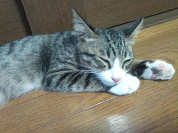 TOMOSU1107's tweet photo. @junh0318 口のまわりだけ白くてくまさんみたいやけん(*´▽｀*)熊男！ http://t.co/GBqdzSTi