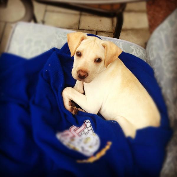 julia gulia tweet media