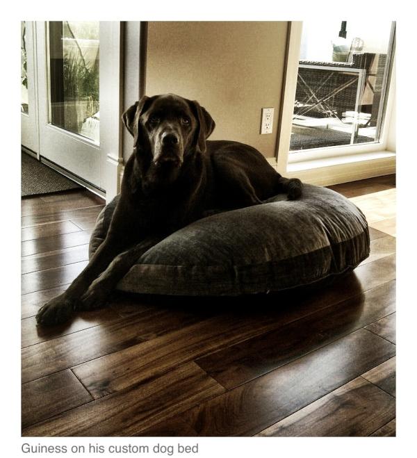 RainbowDraper's tweet photo. Custom dog beds are the best when used!!! #welovedogs http://t.co/3YfpSWHM