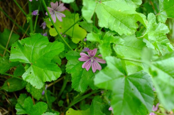 Steppingley Parish tweet media