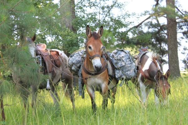 muledaysdoc's tweet photo. Mr. Mike Toberer (from our doc) is training military mule packers. how cool is that? http://t.co/a0ncWS90