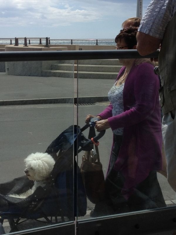 TobySkellern's tweet image. Top dog #walkingsforchumps