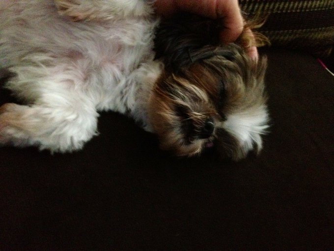 Could never get enough of pics of my Gizmo Bear  @Travisknightxxx Get me her baby pics off computer :-)