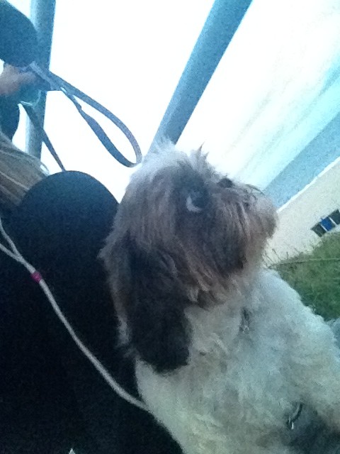 My precious. She loves it here. http://t.co/gltU7nGM