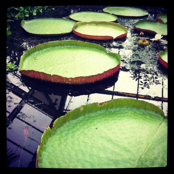 Jeffreydejong91's tweet photo. Wat heeft de @hortusleiden toch prachtige planten en bloemen! http://t.co/kz3xz1ej