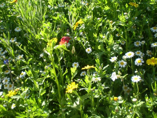 Milbalm's tweet photo. The sun has just come out after a stormy and wet night.  Wildflowers are glad! http://t.co/9YuaZbEH