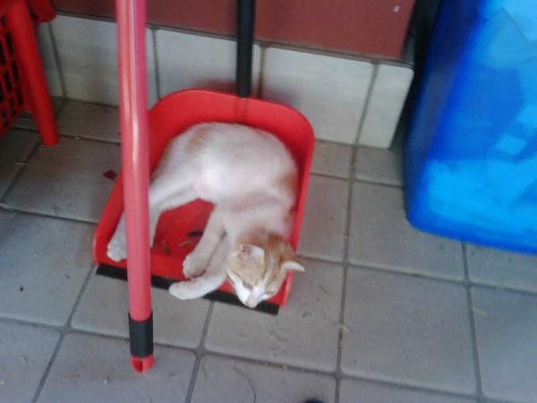 HowToBeACat tweet picture