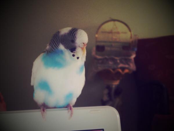 altmisdokuz's tweet photo. Boncuk'un özgürlüğü... http://t.co/LJntoi15