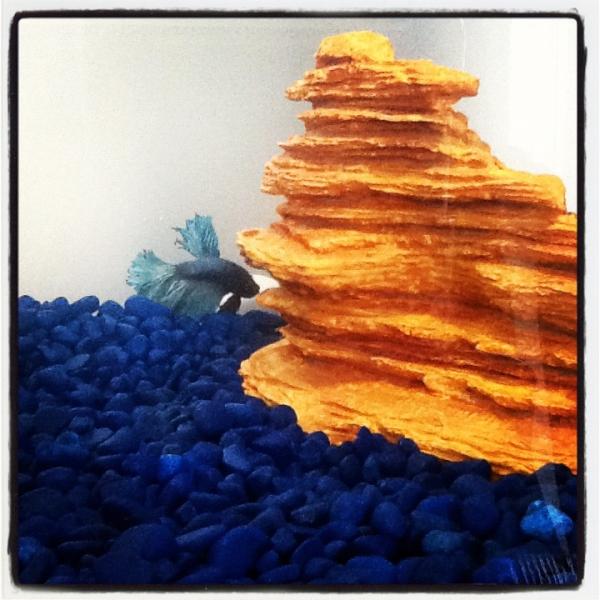 Invocation_FR's tweet image. Voici notre nouveau Betta! Comment devrions-nous le nommer?