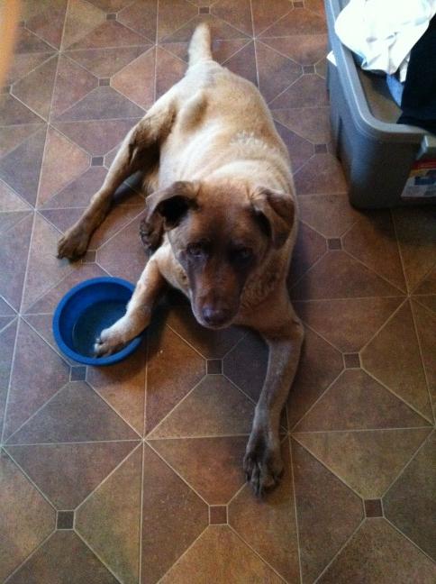 Loubomb's tweet photo. #hungrydog http://t.co/dofd9eXI