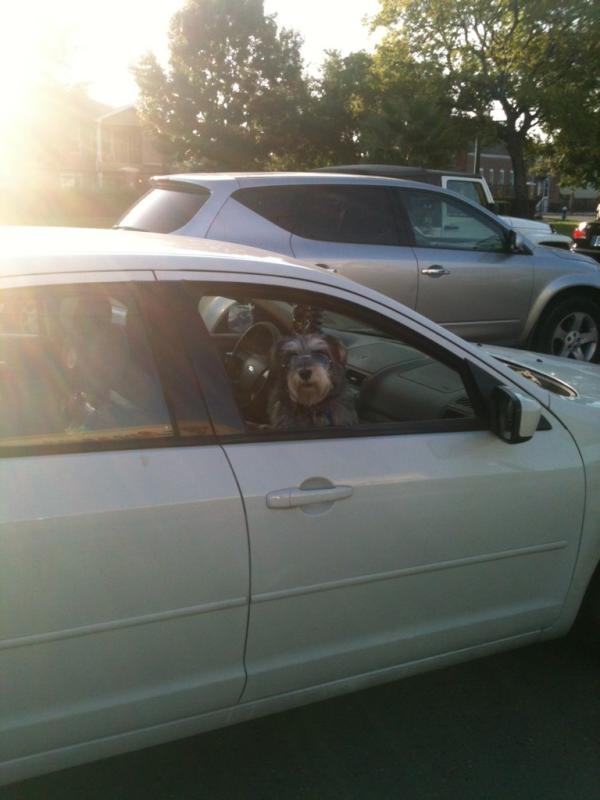 As seen on Studemont St.