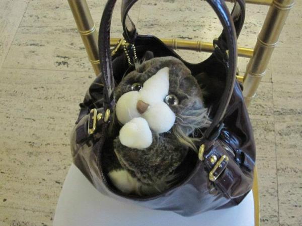 TomCatK2's tweet photo. fastest way into a lady's pants ... is through her purse http://t.co/spd4jlZk