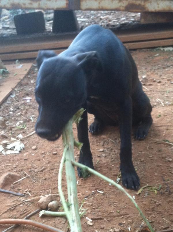 graff82's tweet image. My dog #RubyLu chewing on a stalk. she loves marijuana too.💚