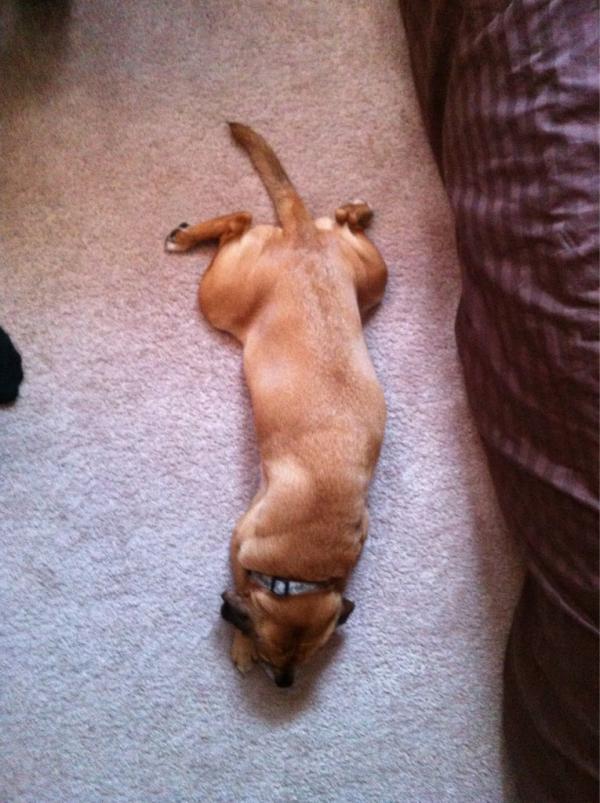 pugglous's tweet photo. @P90X - Frog is my only move http://t.co/EPeJ2n3F
