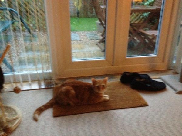 Jessicafordred's tweet photo. My cat has no fear #bitchpleaseitsonlyrain http://t.co/841IOCwd
