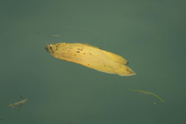 is this a leaf or a fish? it is called a leaf fish or triple tail. pretends to be a leaf. very sneaky and very rare!