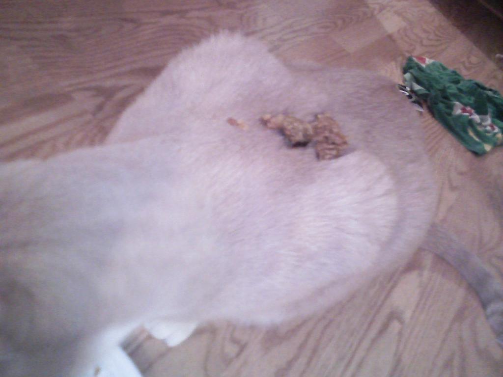 RyanDeberry's tweet image. Get your poolside cabana in Miami. The best seats to a pool party in south beach    Miamivipelite.com