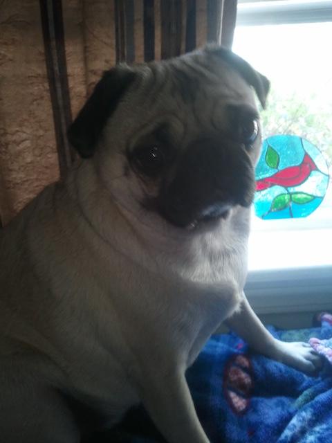 PugOwnerProblem's tweet photo. But where did Aunt Caitie go?! http://t.co/8i51AgwI