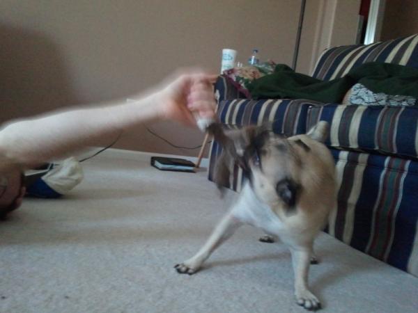 PugOwnerProblem's tweet photo. We play rough! http://t.co/TLdTQIku