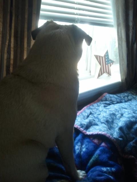 PugOwnerProblem's tweet photo. Scouting for people to bark at... http://t.co/V6aYXhts