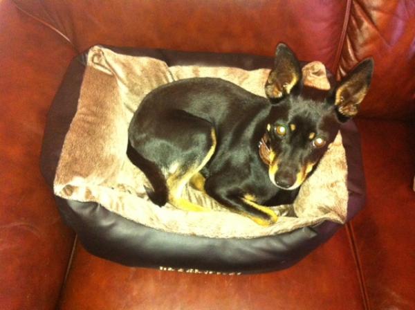 NonAThon's tweet photo. If one hour = 7 hours in dog time, imagine how much your pooch will love you taking the hour off this Daffodil Day! http://t.co/SRbAZjSD
