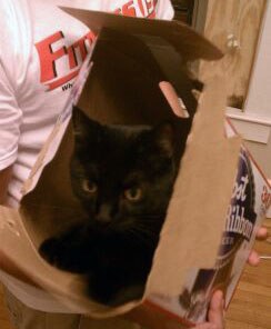 Zach_CR's tweet photo. @misstoriblack I see your pussy in a box, and raise you one back. LOL http://t.co/XKbZmq0m
