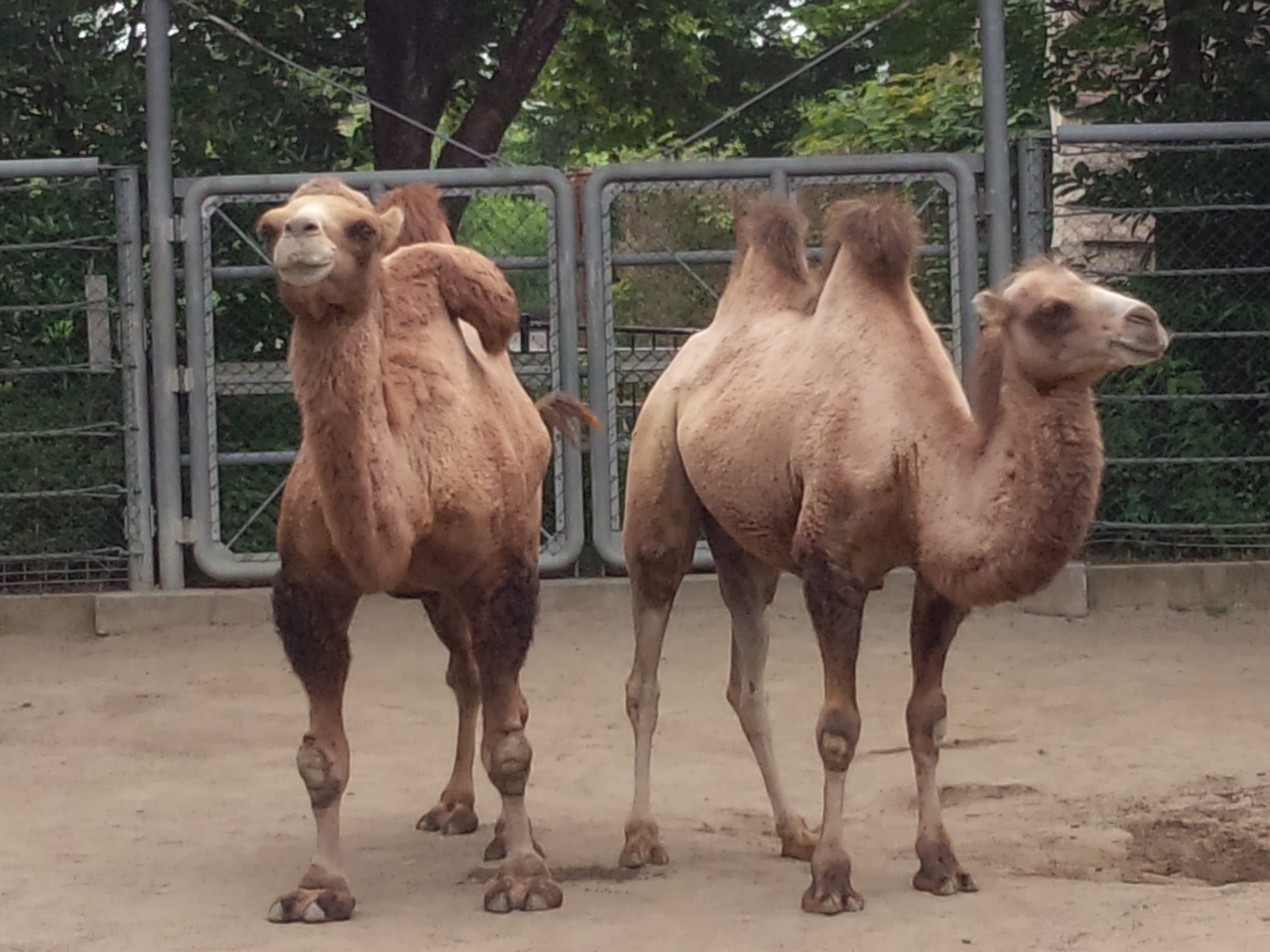 みきこ 動物園 ラクダさん本当可愛いかった カバさんにエサあげてきた Http T Co Cmvw9xxo Twitter