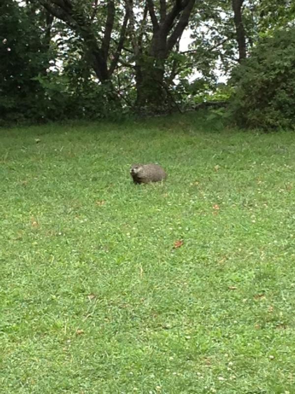 DBRubin's tweet photo. #Woodchucks in Fort Tryon park! http://t.co/o5QfEehQ