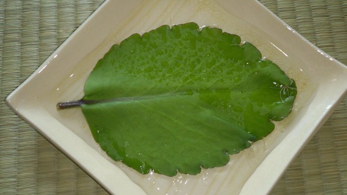 ハッピーになれる葉っぱだって http://t.co/wNVDcbRp
