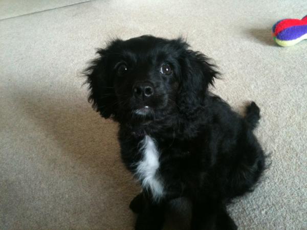 SamanthaW19's tweet photo. Little Kelsie being good for treats! http://t.co/oTbNvaFu