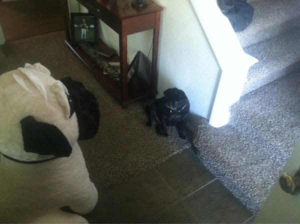 dnossaman5's tweet image. Harley is so confused right now #giantpug