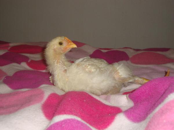 davethechicken's tweet photo. http://t.co/pf2iDIKW