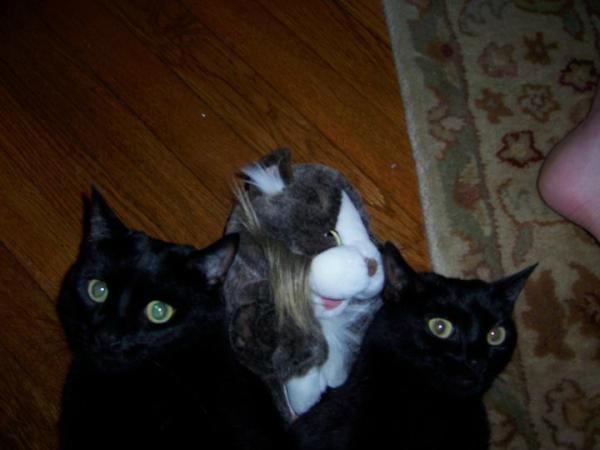 TomCatK2's tweet photo. two girls...one cat http://t.co/89Dmk2KW